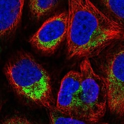 ATP5L Antibody, Novus Biologicals:Antibodies:Primary Antibodies